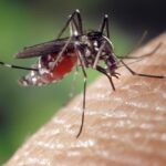 Комплексна боротьба з комарами на відкритих ділянках та базах відпочинку
